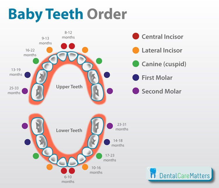 baby-teeth-order